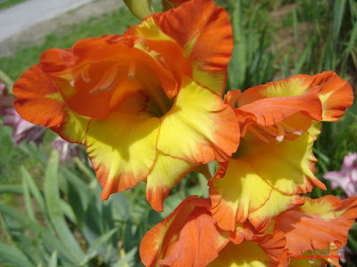 The Queen of Seaford: June 2009